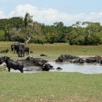 Brazil-Marajo