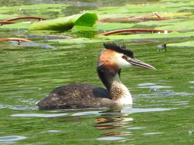 lake-skader-2